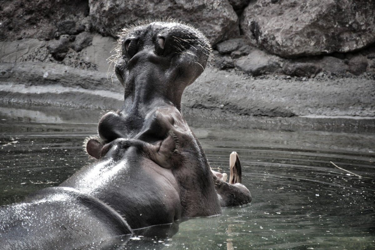 Забавные бегемотики