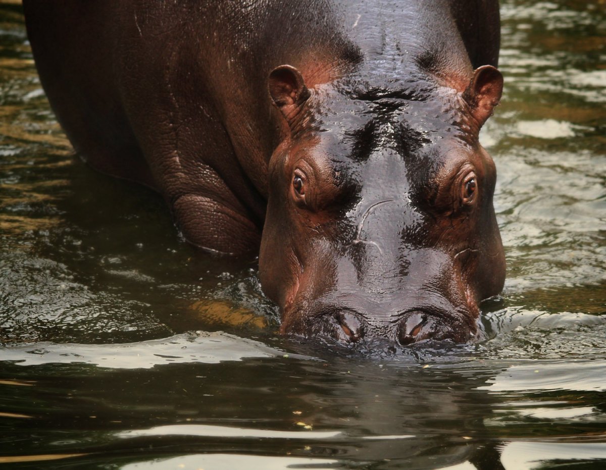 Птицы на бегемоте