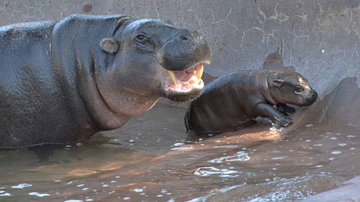 Милые бегемотики