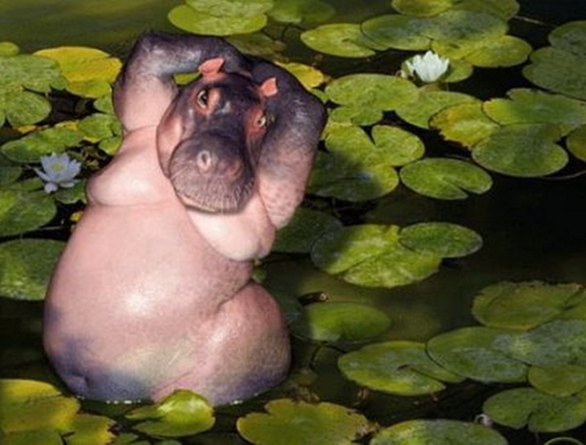 Красивый Бегемотик