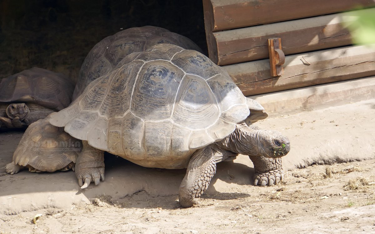 Московский зоопарк черепахи