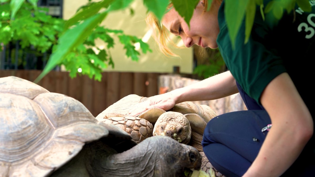 Бирманская черепаха