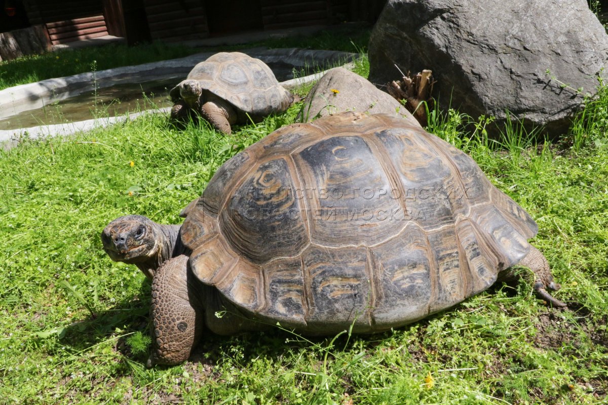 Слоновая черепаха в Московском зоопарке