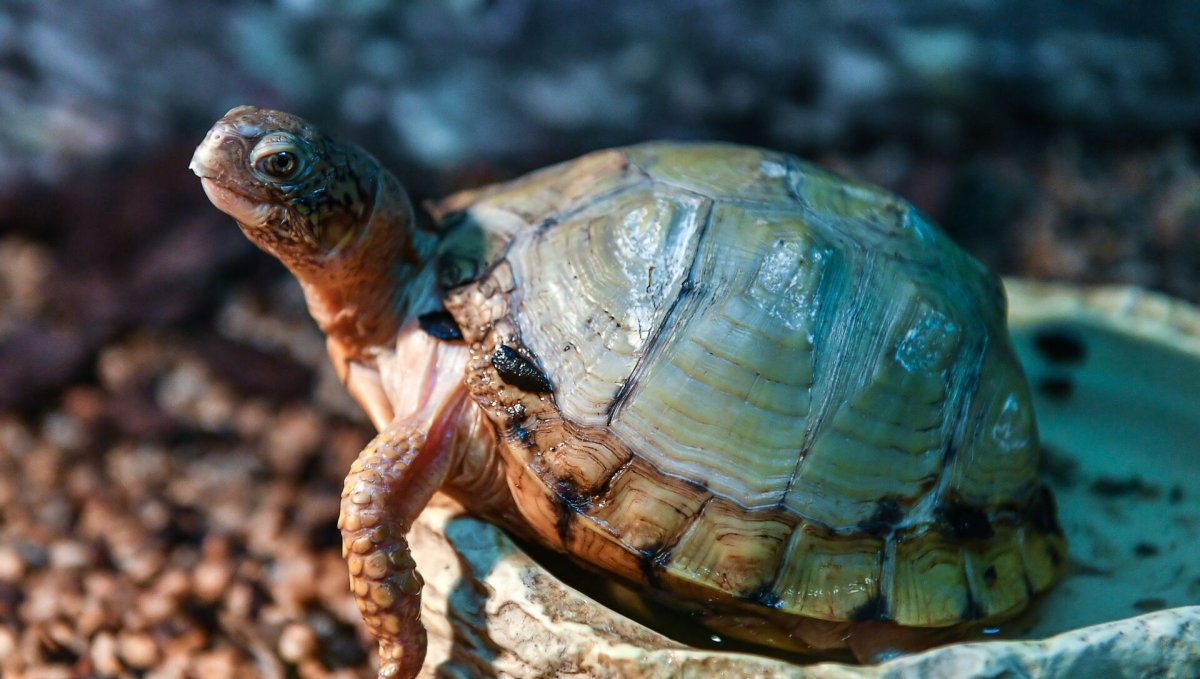 Зоопарк для черепах