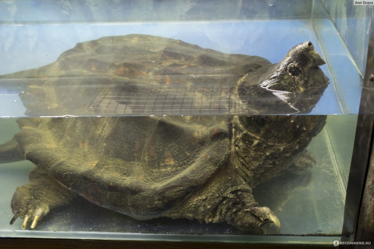 Галапагосская черепаха детеныш