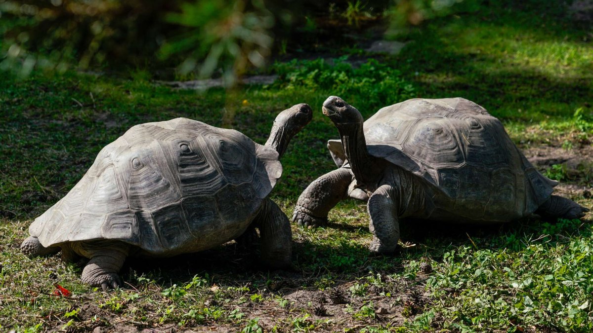 Калининград зоопарк черепахи