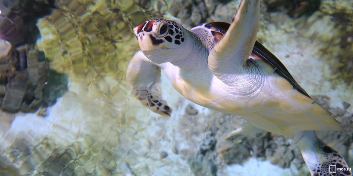 Черепашка Хоуп сейчас