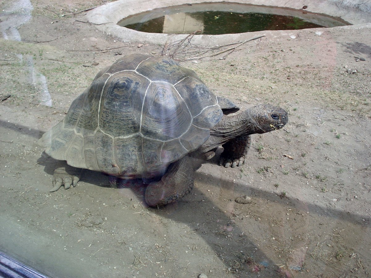 Московский зоопарк черепахи