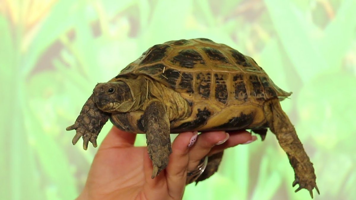 Черепаха в зоопарке