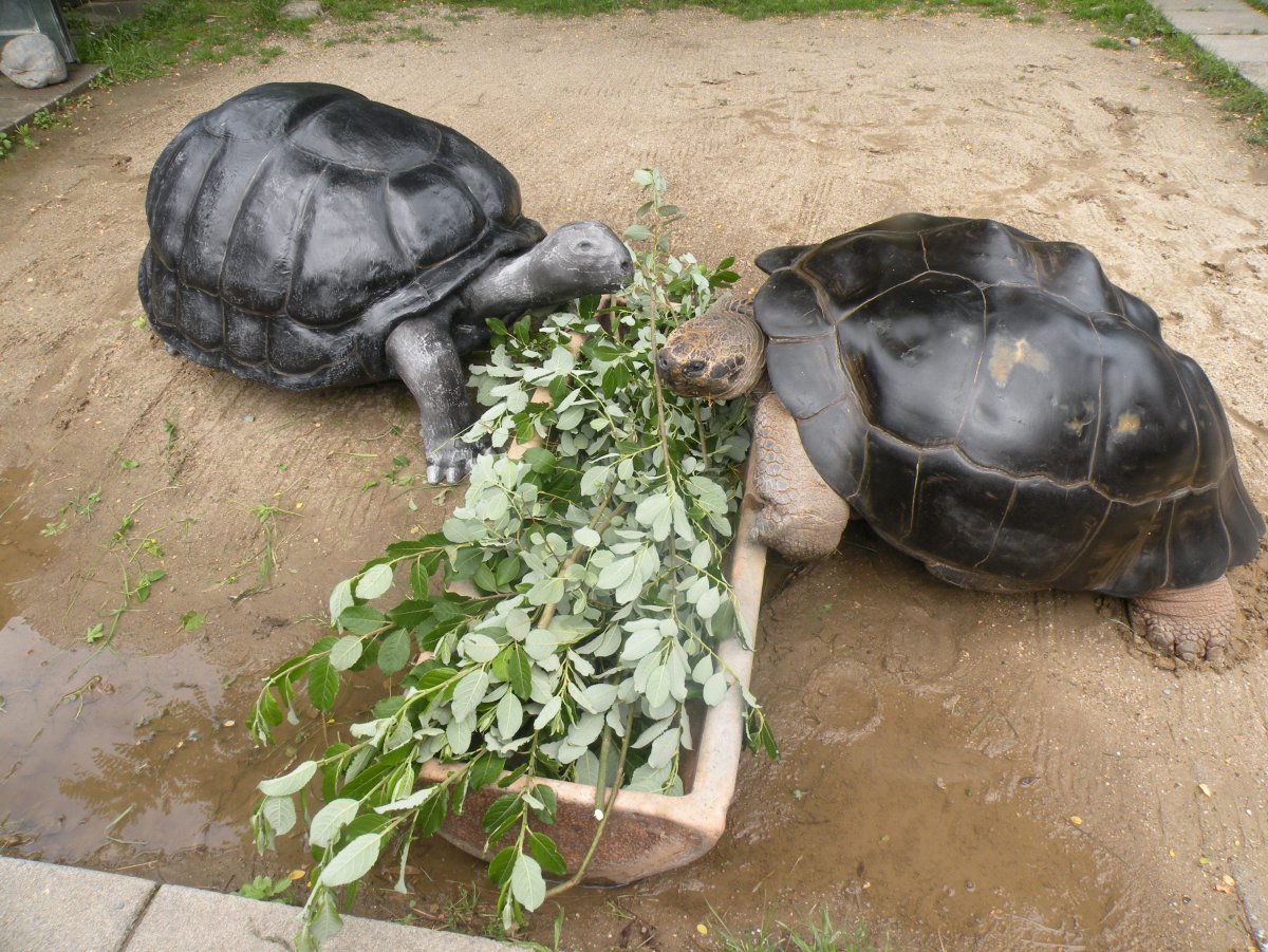 Горки зоопарк черепаха