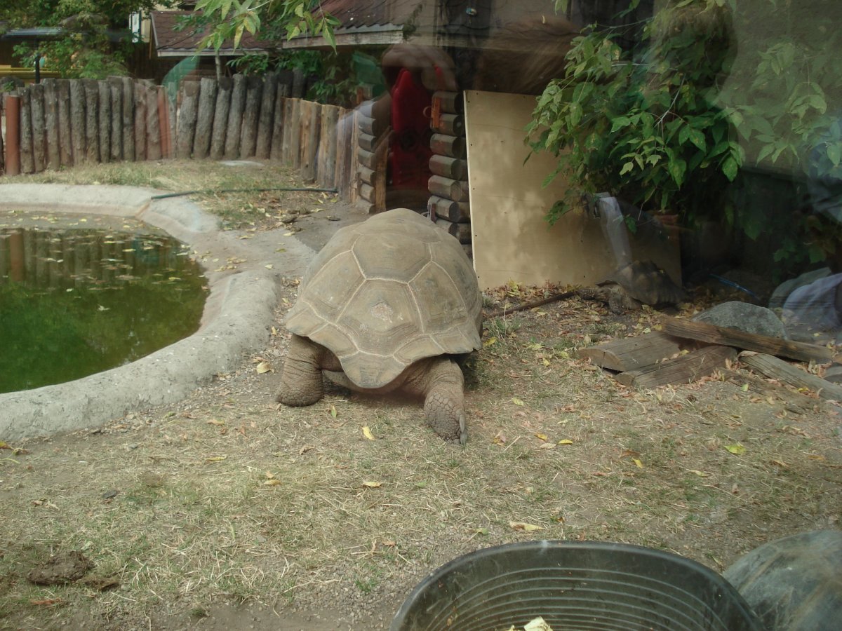 Московский зоопарк черепахи