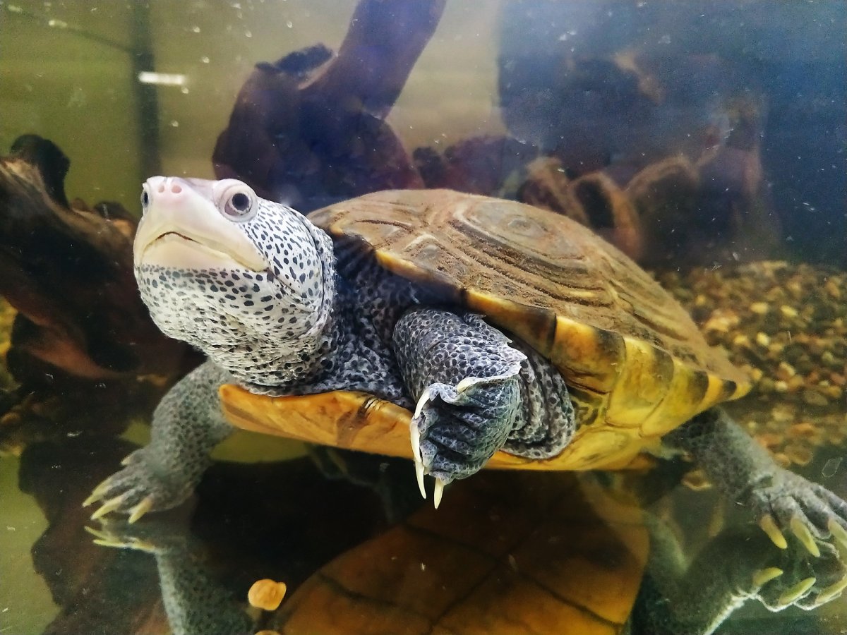 Сухопутная черепаха