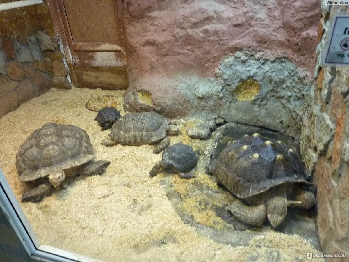 Кайман крокодиловый взрослый