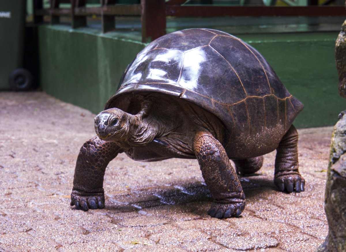 Пустынный Западный Гофер