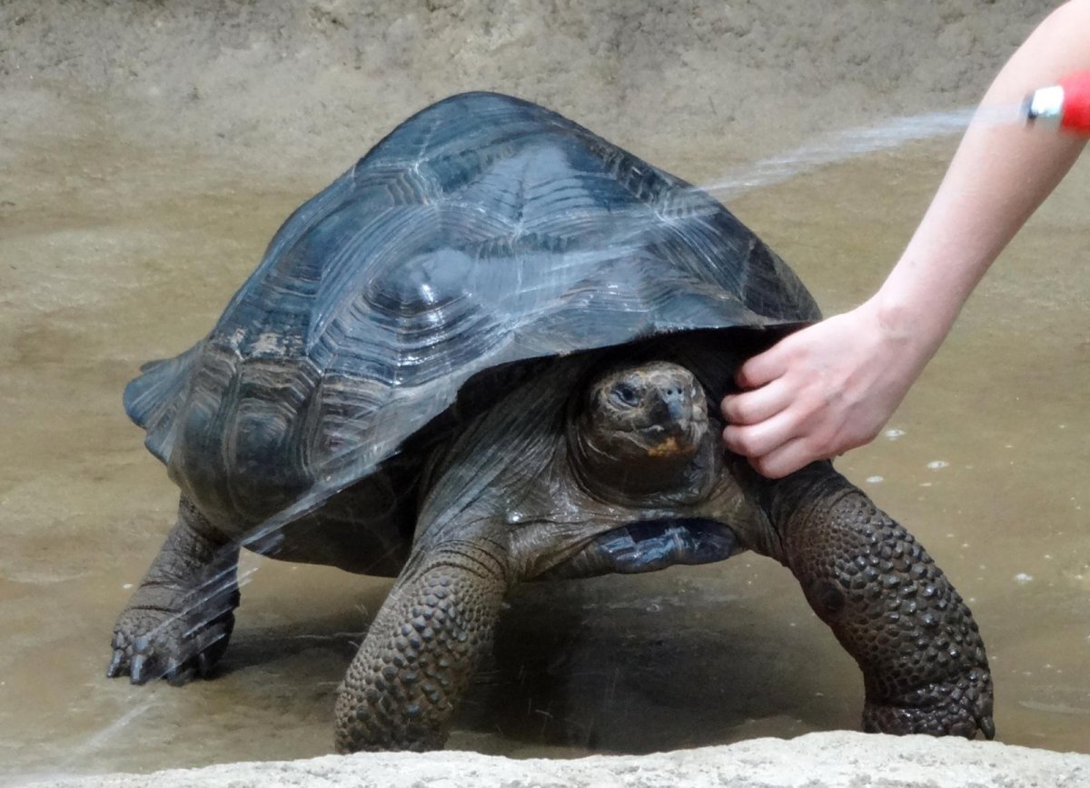 Калькутта черепаха