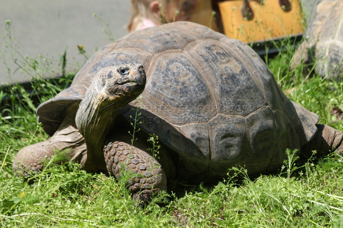 Московский зоопарк черепахи