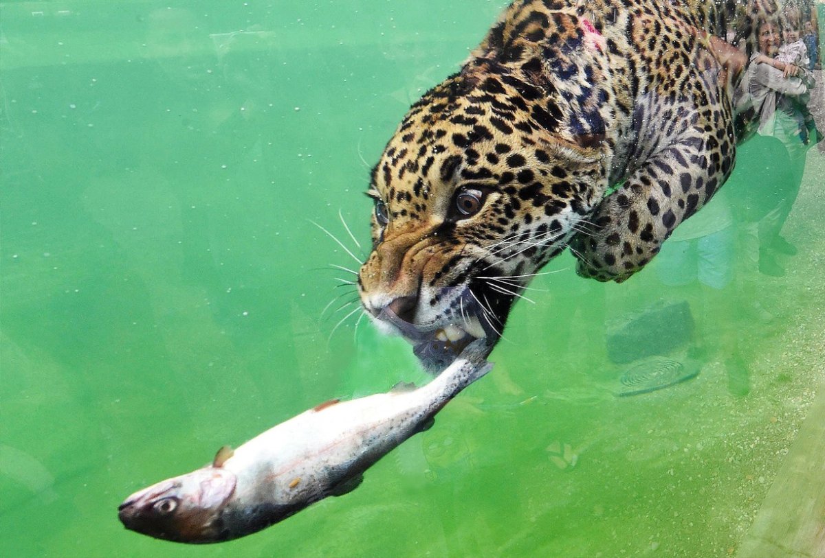 Черепаха Chelonoidis phantasticus