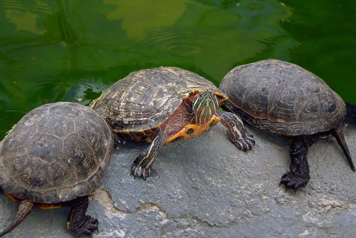 Гигантская черепаха восмера