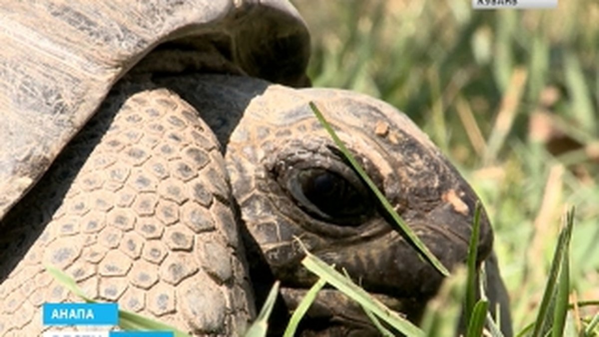 Галапагосская гигантская черепаха