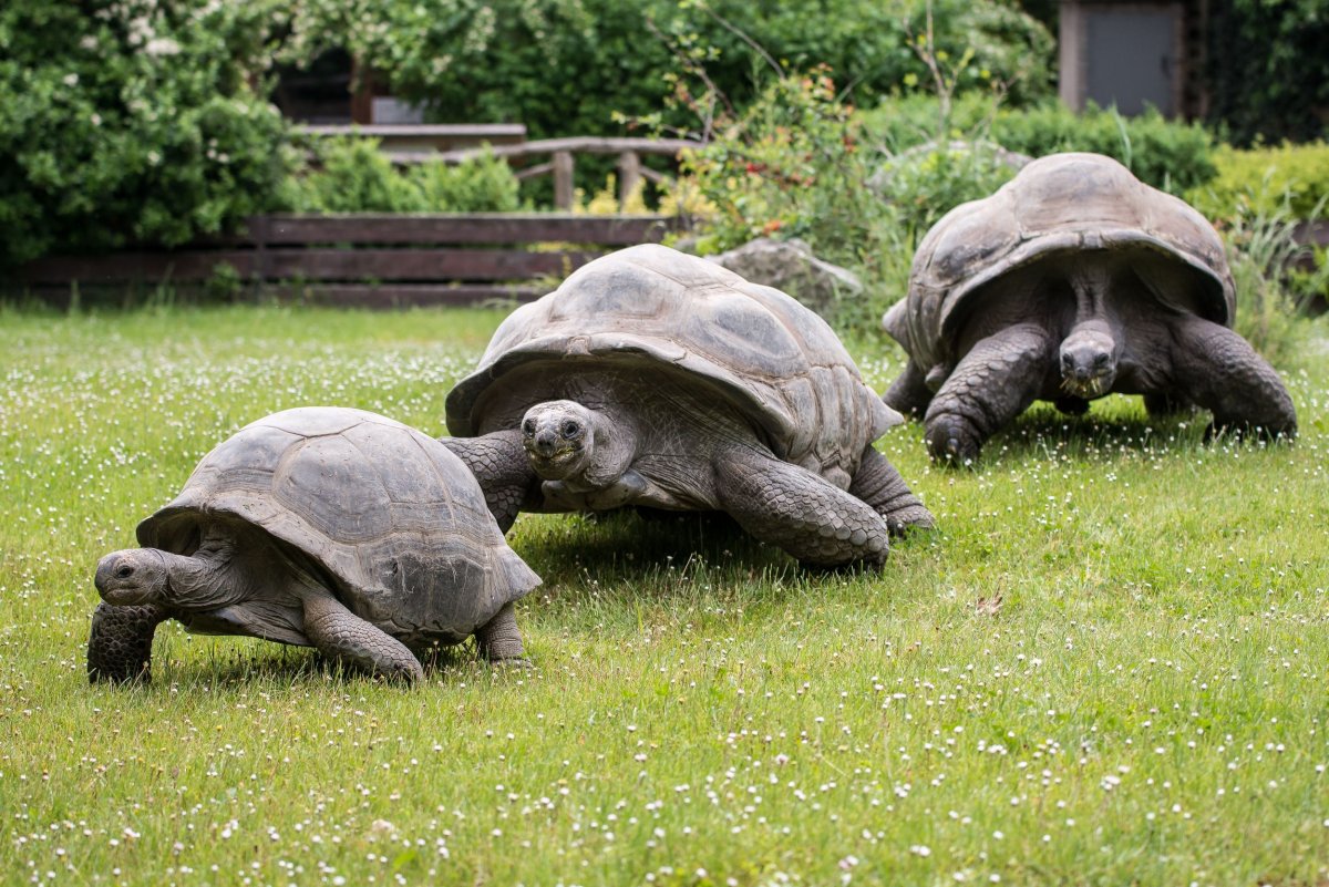Новосибирский зоопарк черепаха