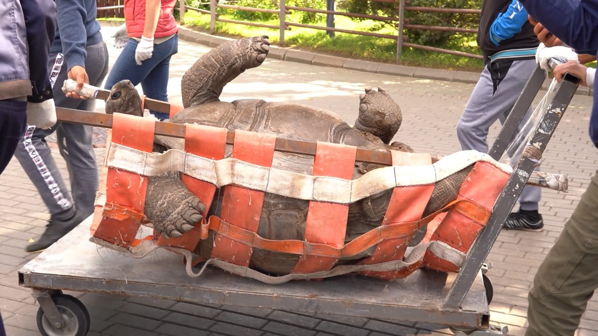 Красивые фото черепах в природе