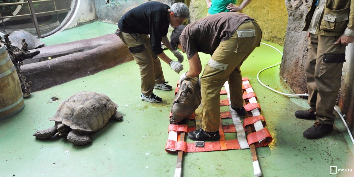 Черепаха зоопарк Алма Аты