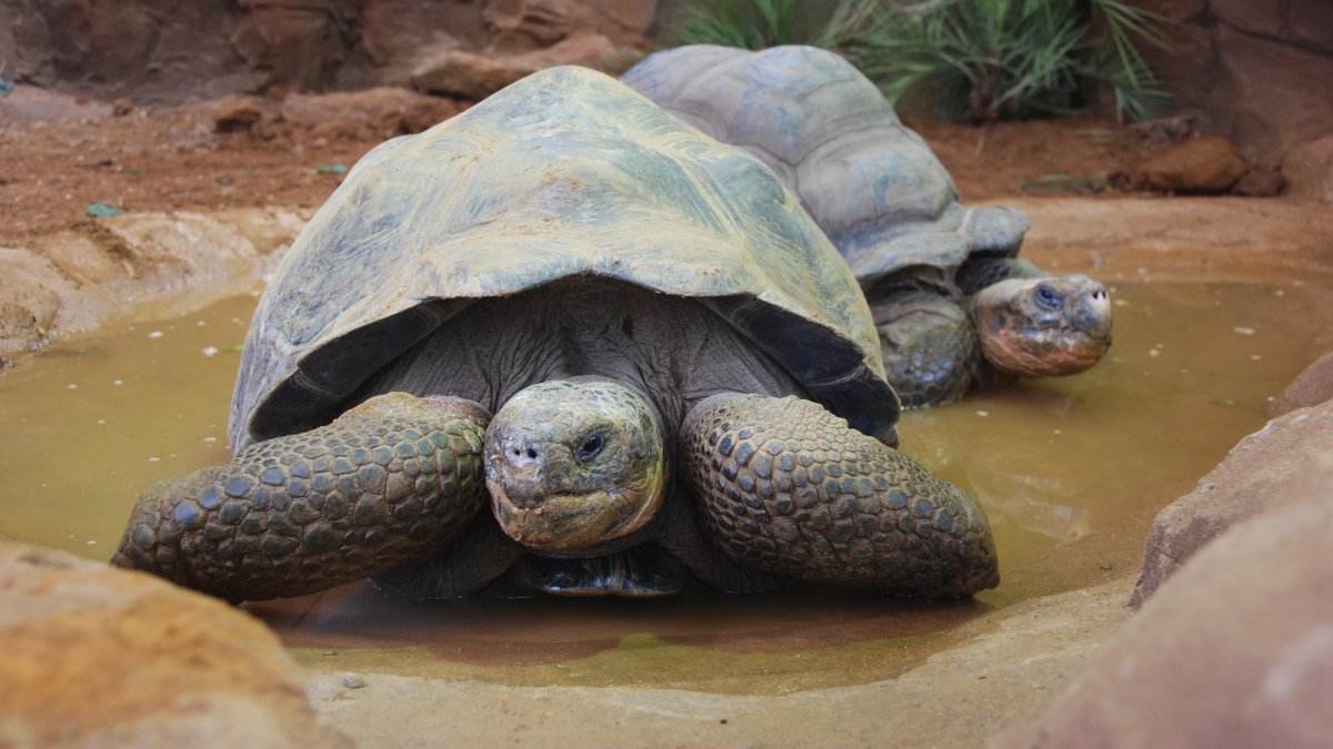 Он сошёл с ума тащите носилки