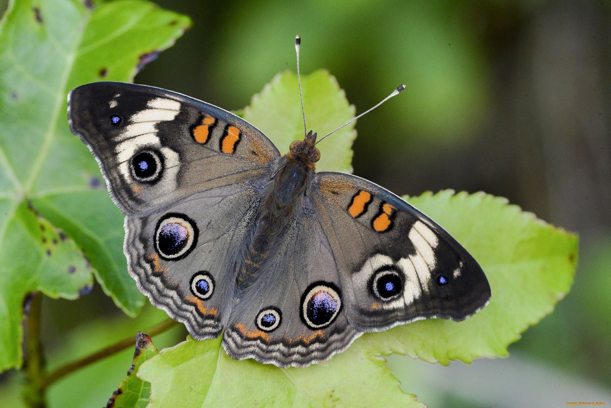 Common Buckeye бабочка