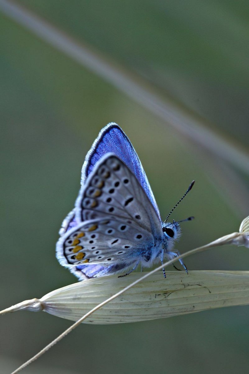 Маленькие голубые бабочки