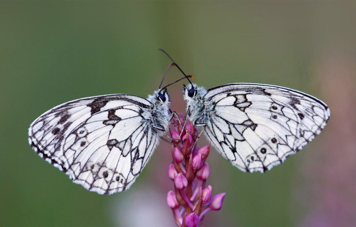 Бархатница Галатея