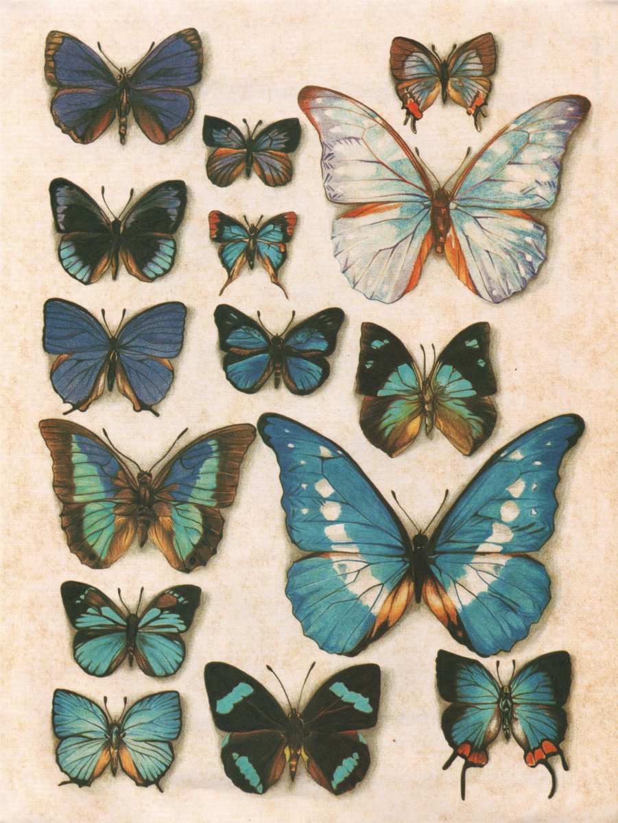 Винтажная бабочка