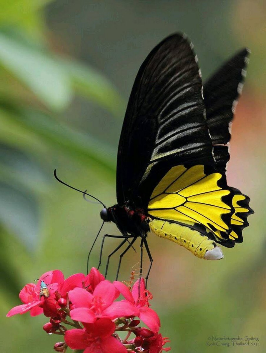 Тропический бабочка Тройдес