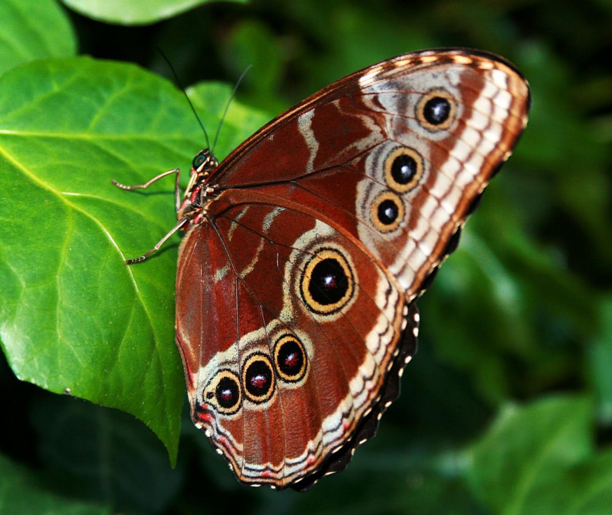 Бабочки фото с названиями