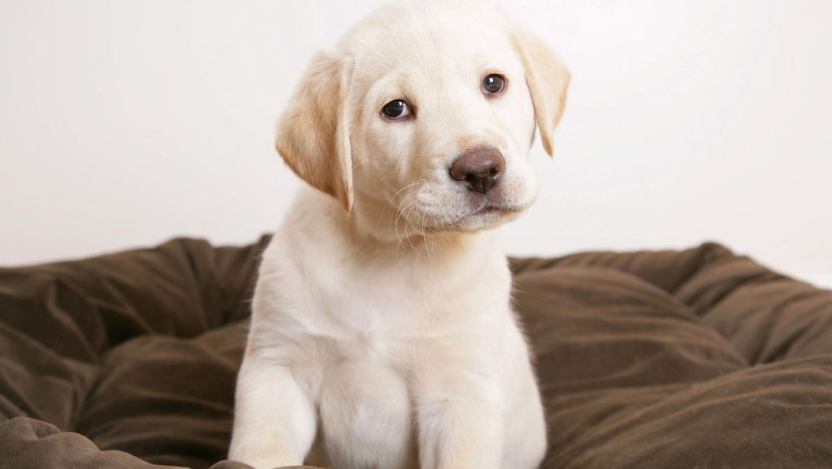 Лабрадор ретривер карликовый