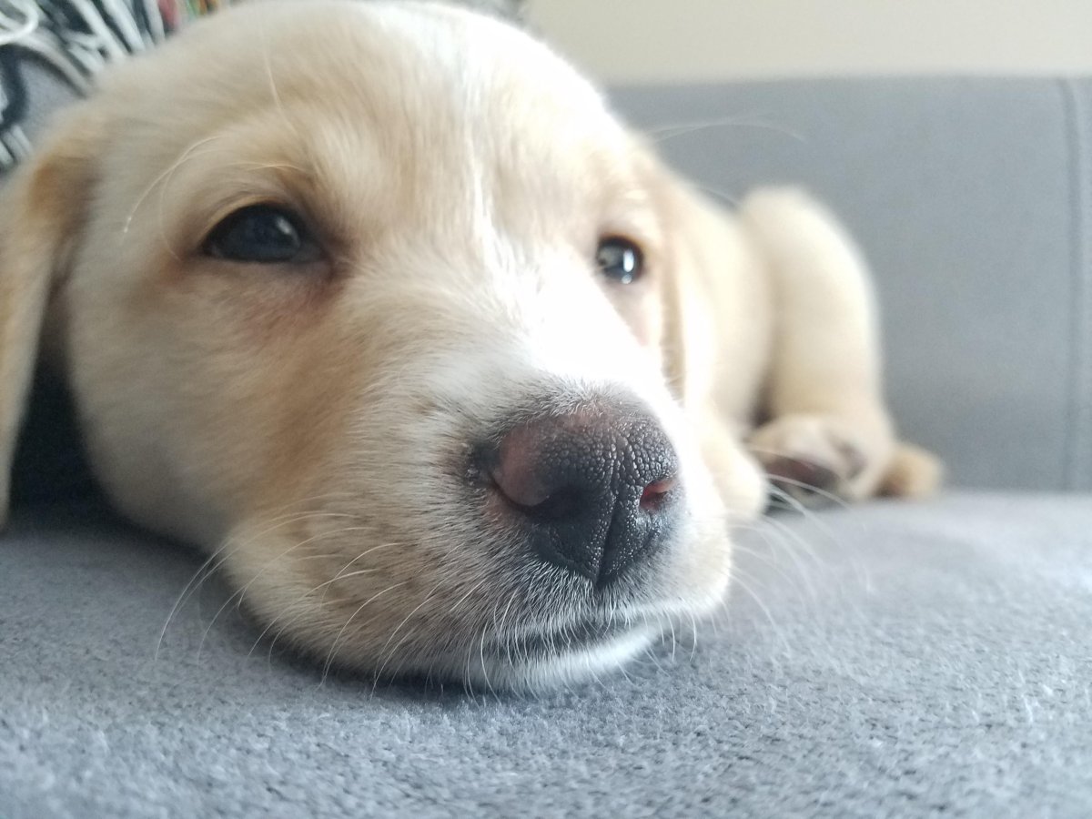 Чёрный лабрадор – 103255