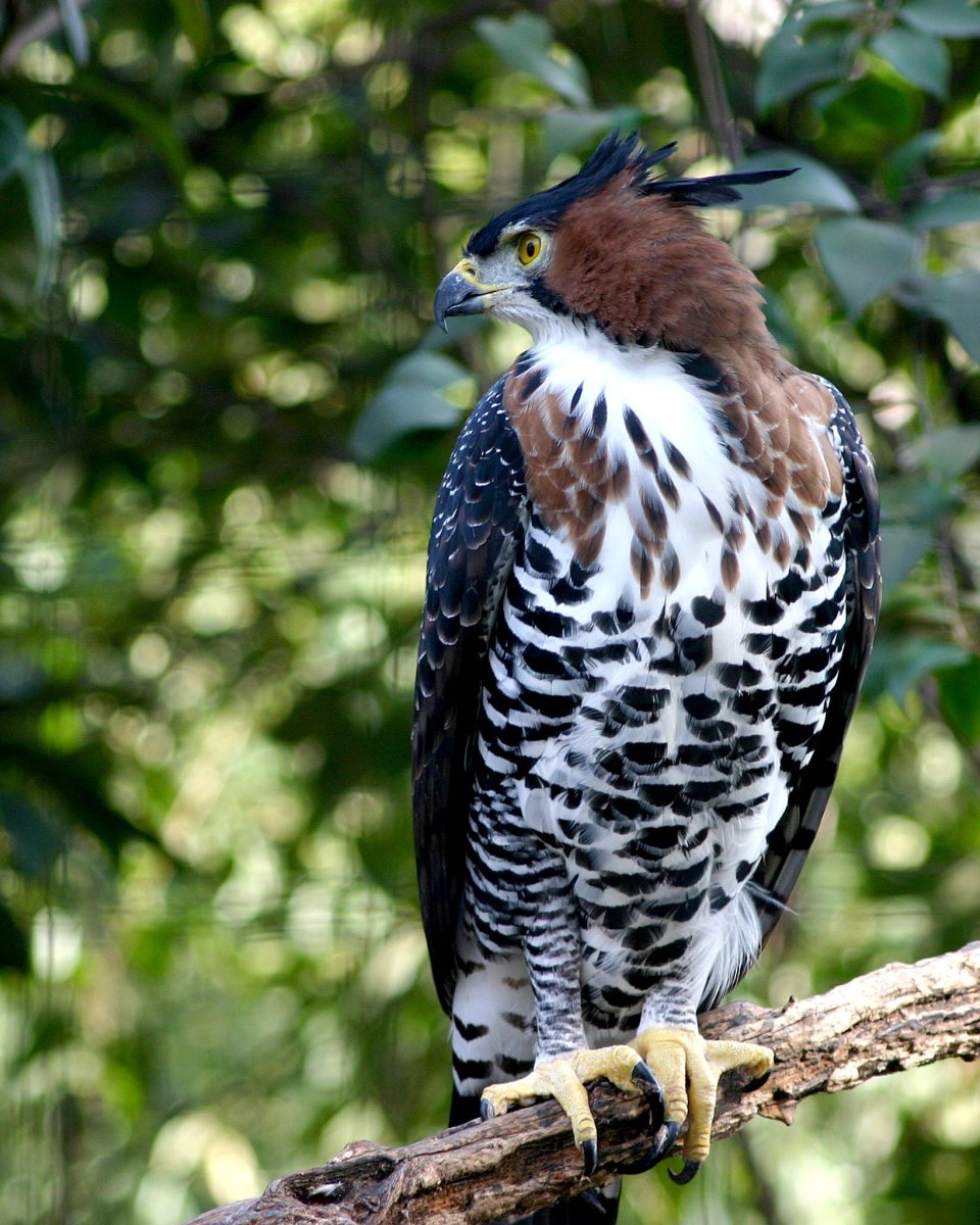 Дикие птицы