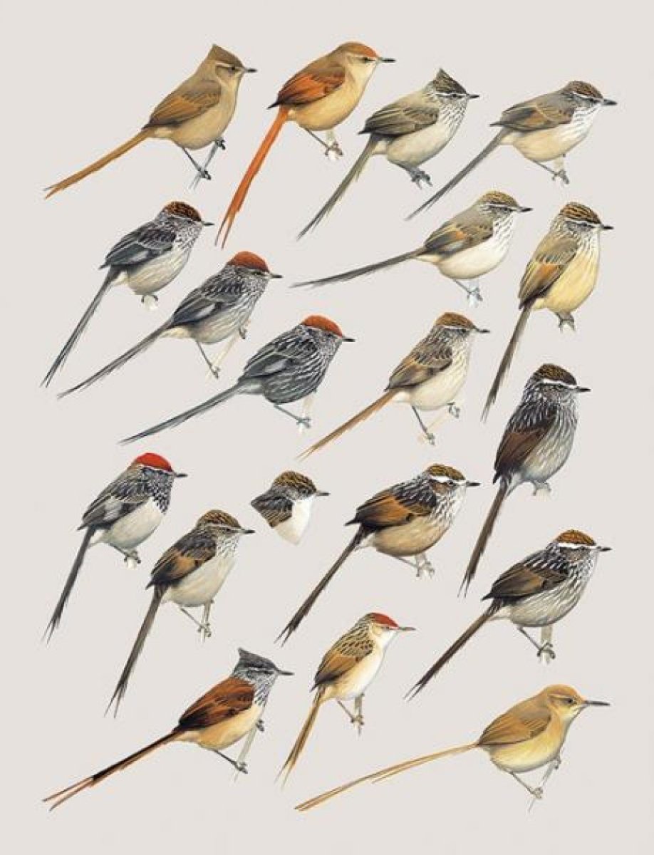 Птица выросла