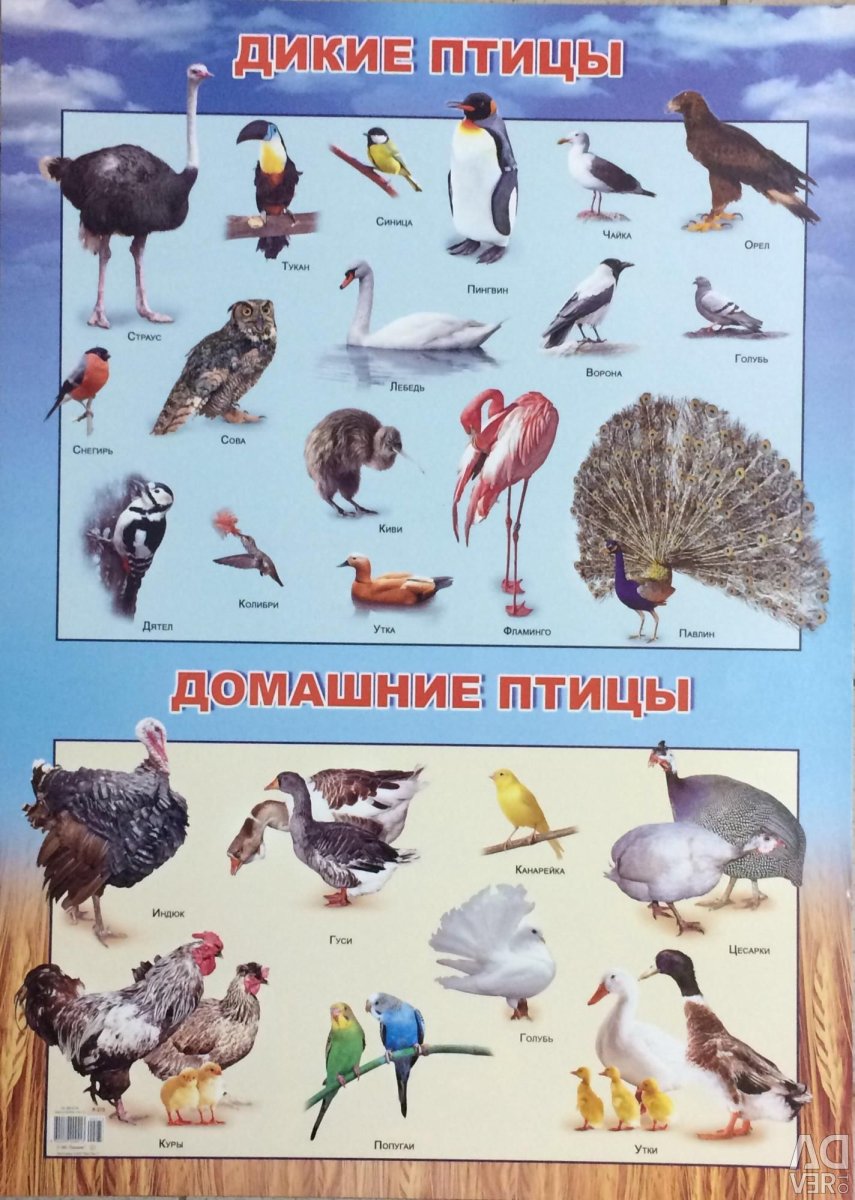 Дикие и домашние птицы для дошкольников
