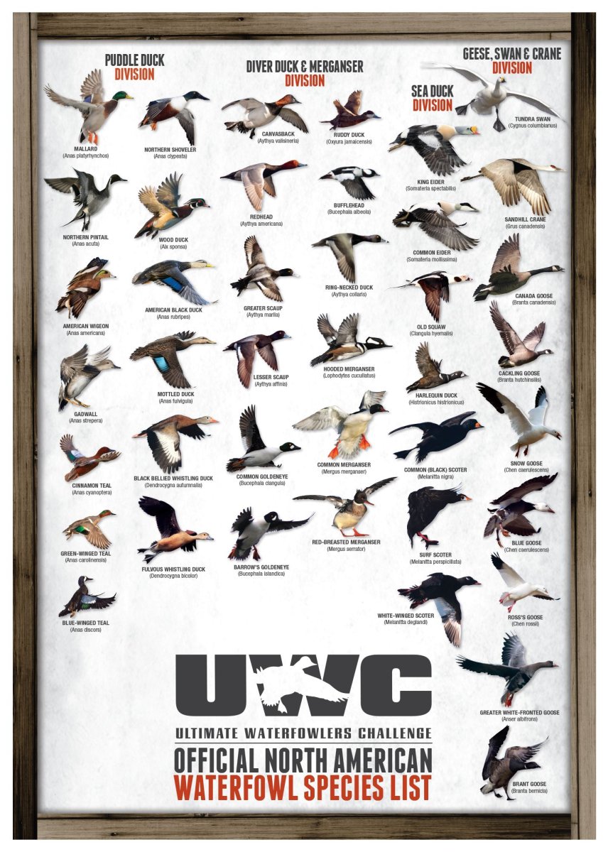 Птица для охоты список