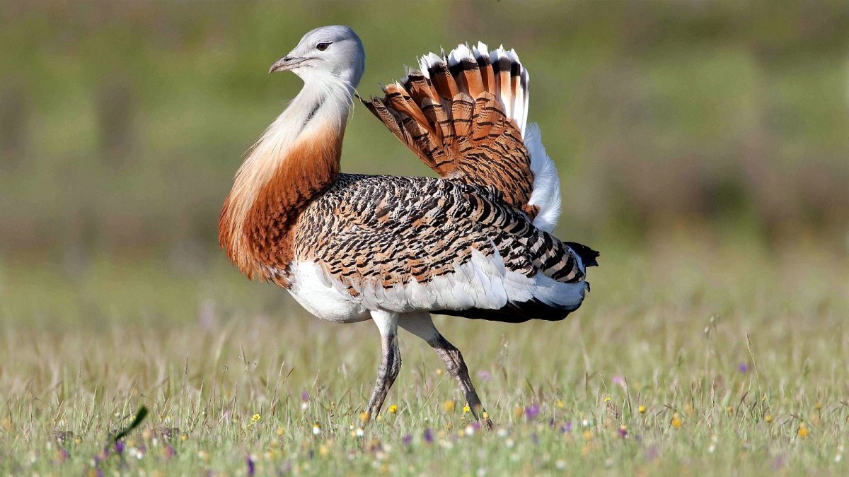 Дрофа обыкновенная