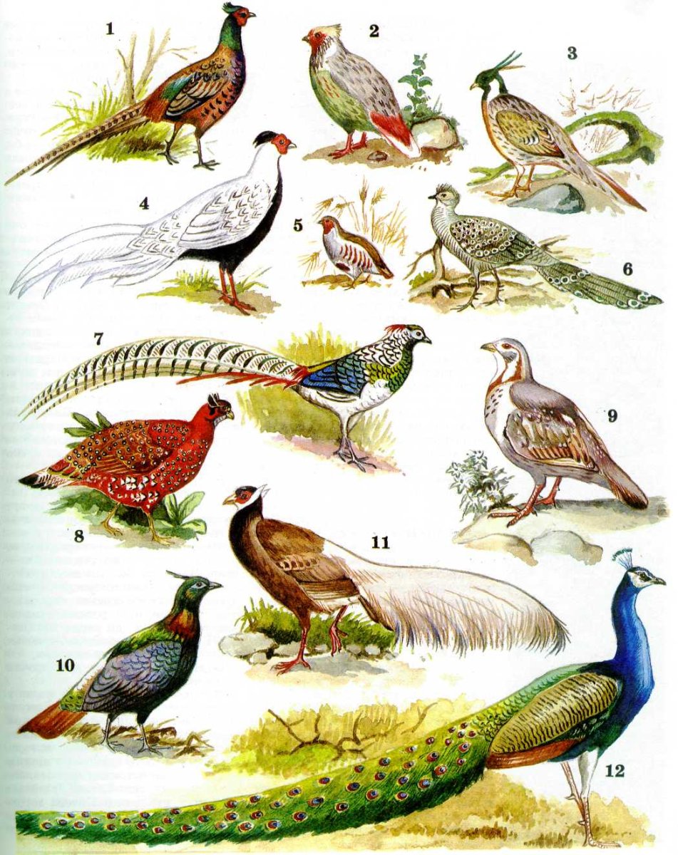 Птицы Подмосковья семейства фазановых