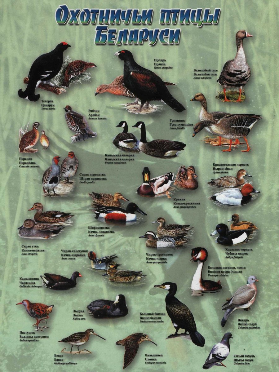 Виды птиц и их названия