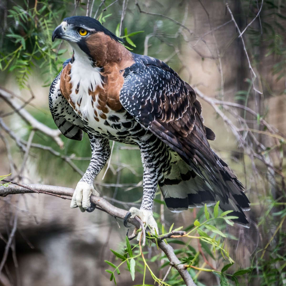 Африканский краснохвостый канюк