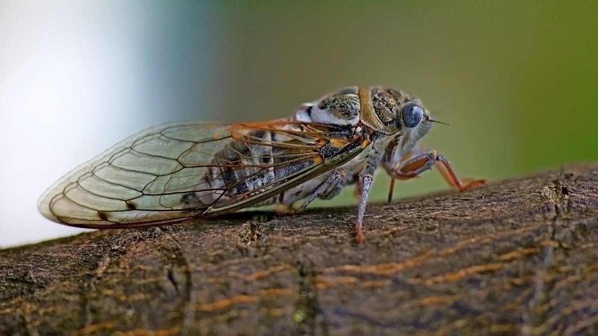 Нимфа цикады