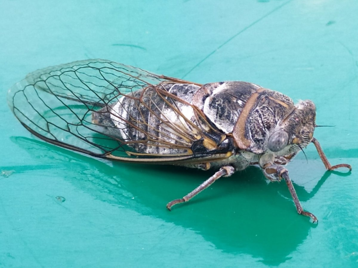 Муха цикада