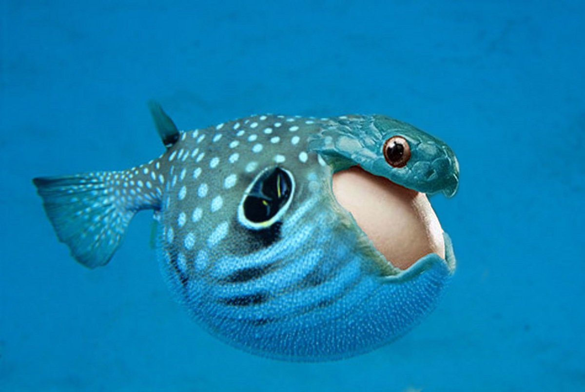 Фугу (рыба-шар)