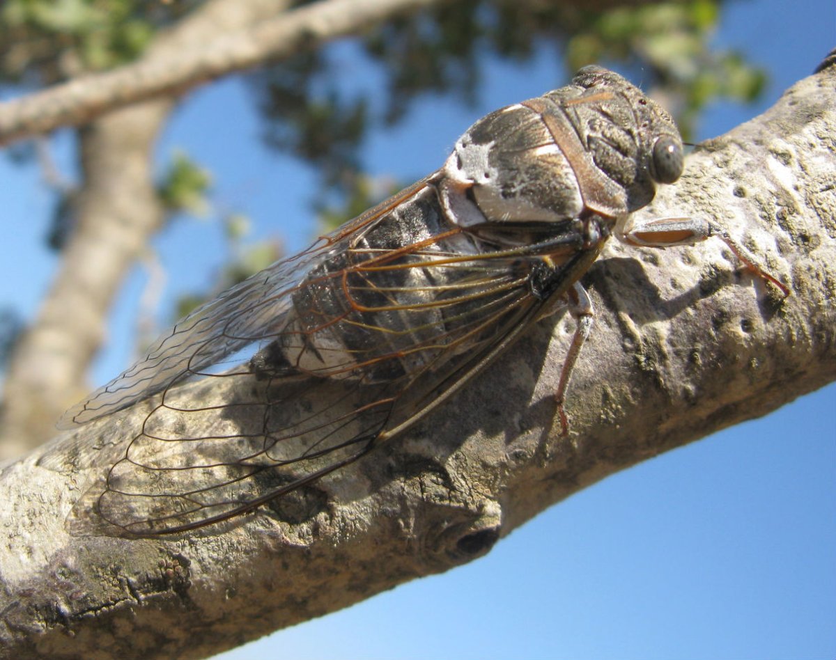 Крымская Муха цикада