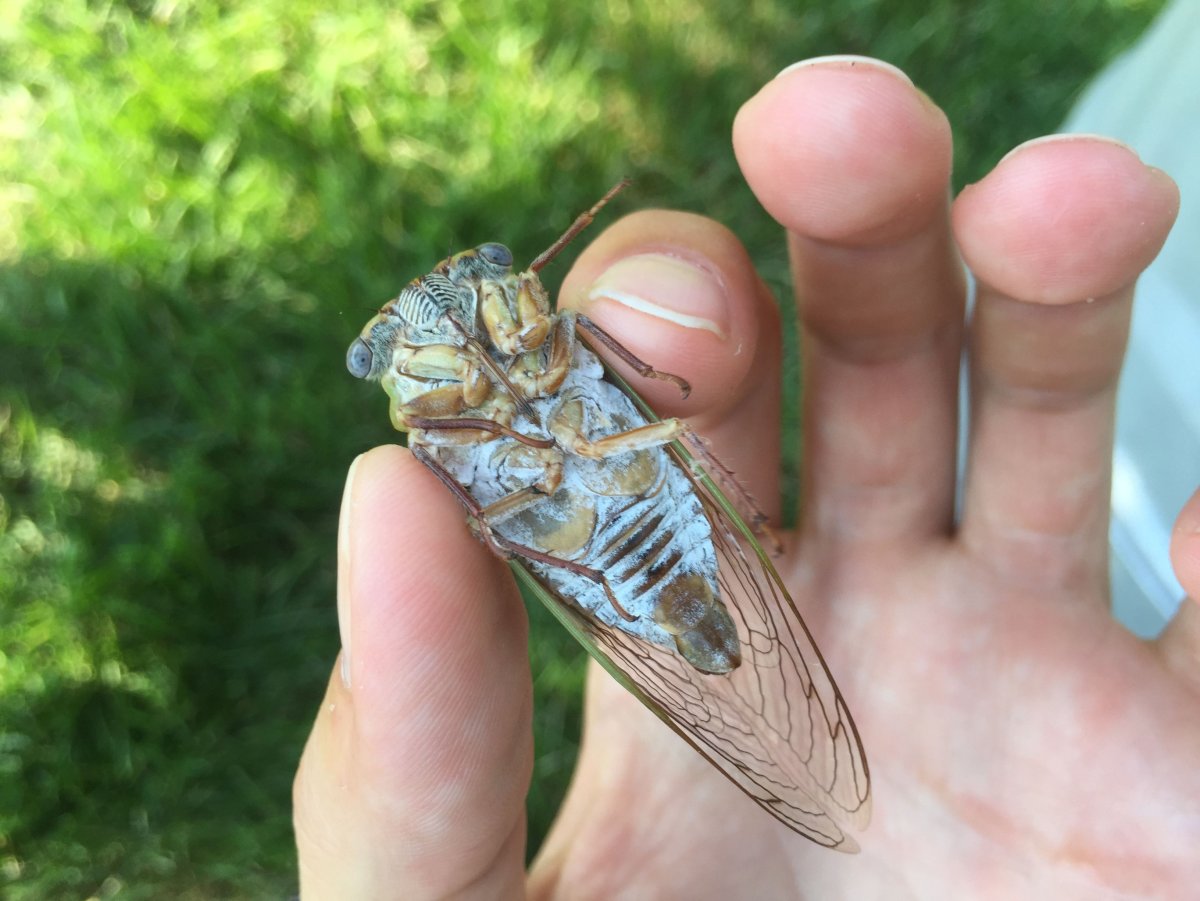 Цикады насекомые спаривание