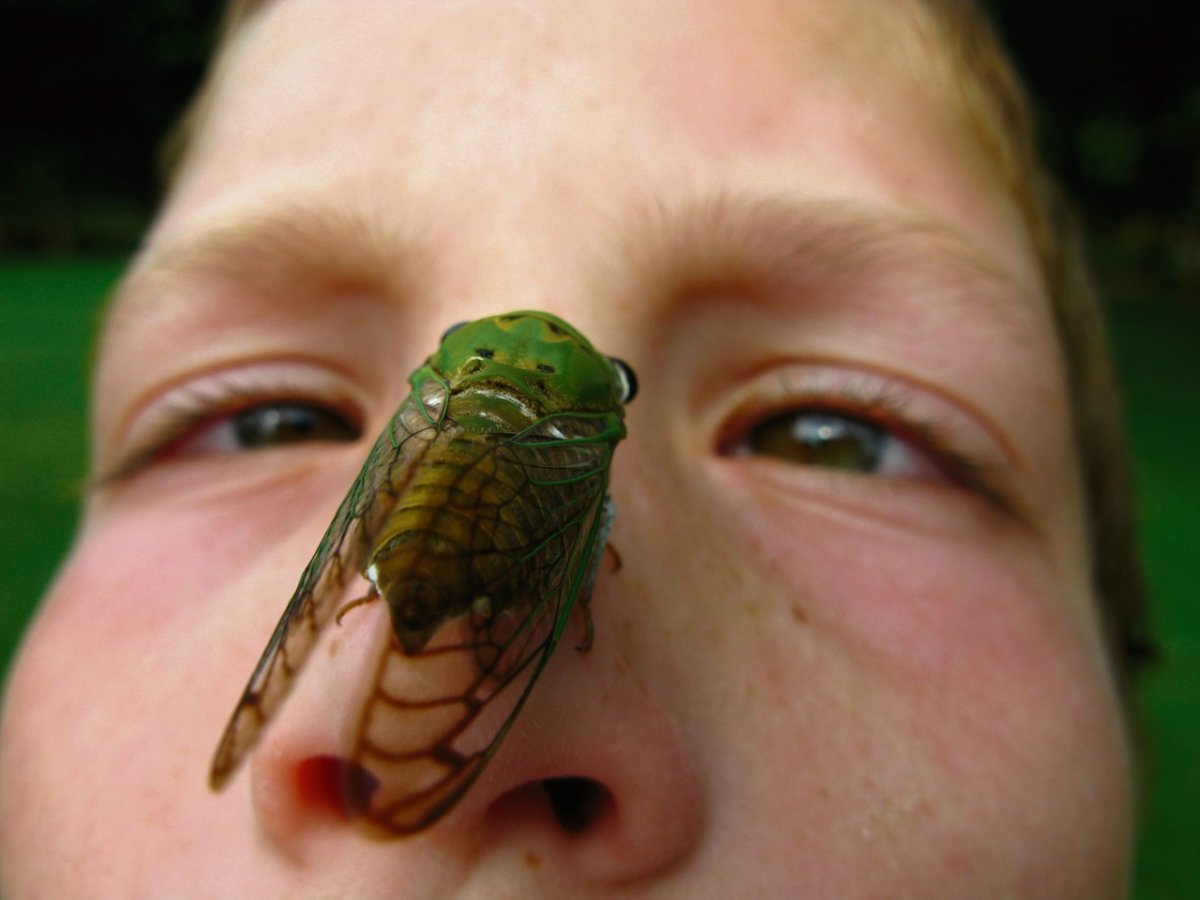 Сверчки на деревьях в Лазаревском