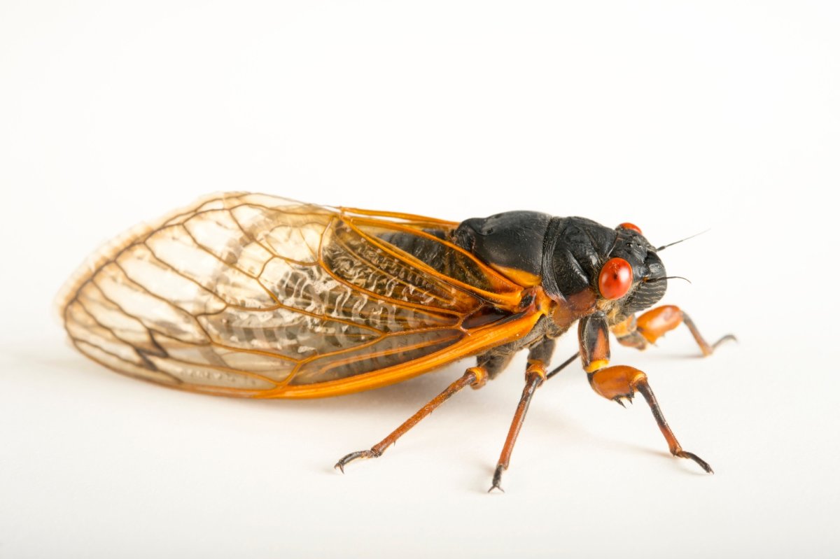 Паразиты цикад